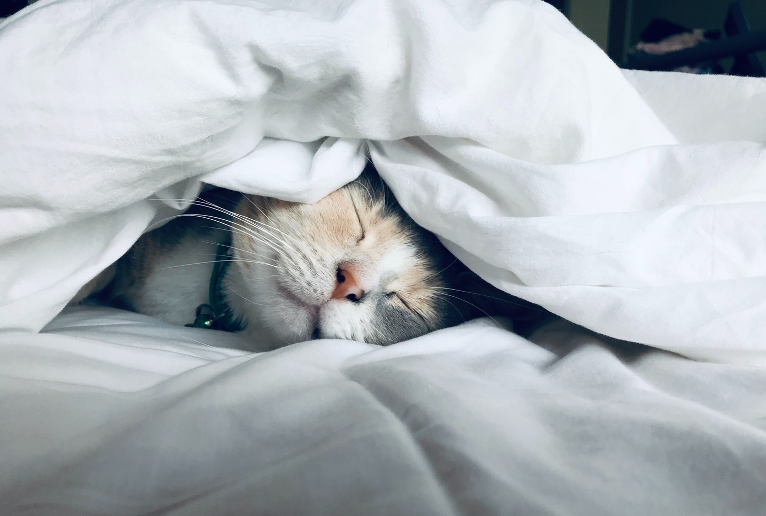 cat in blanket