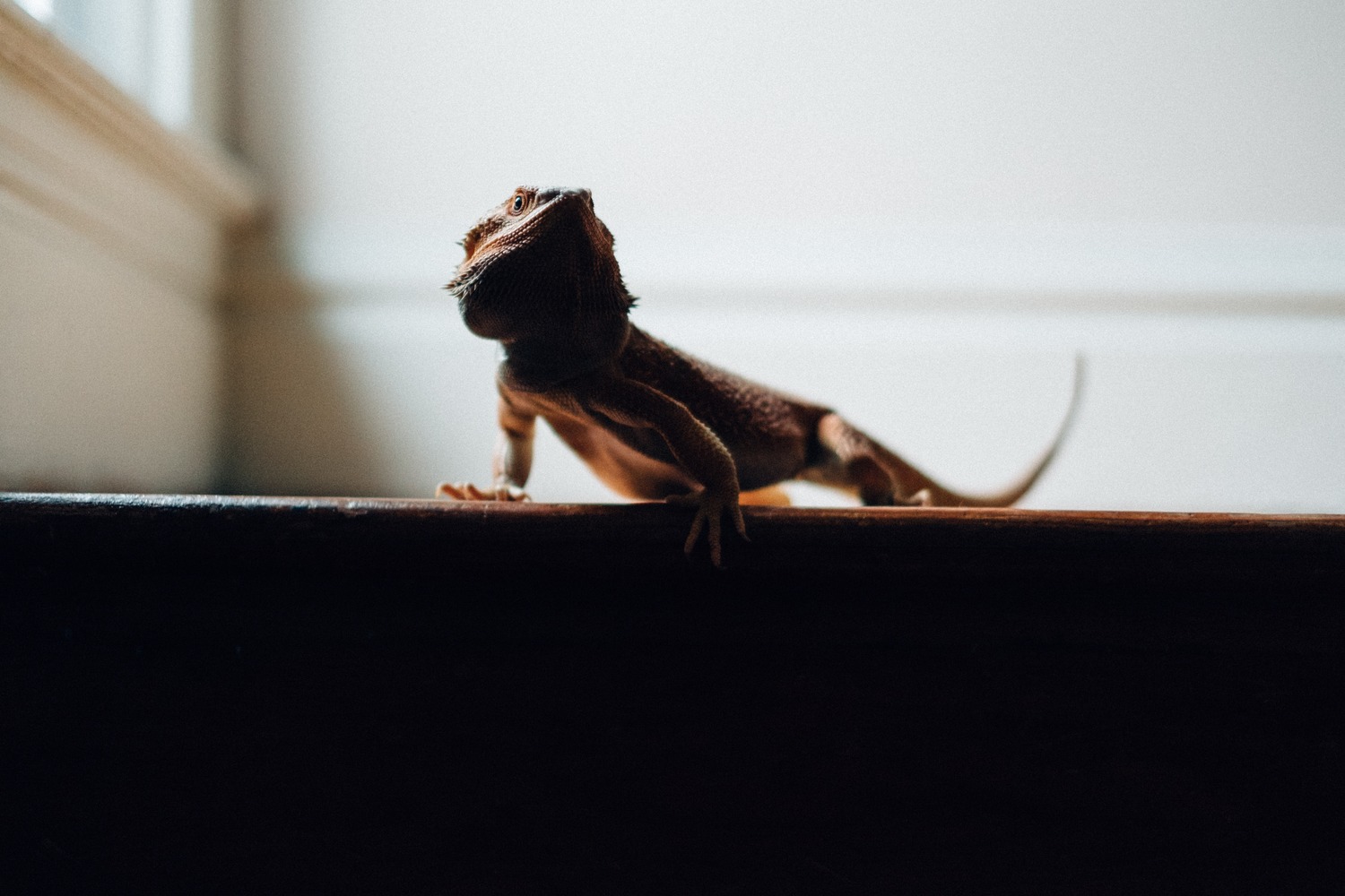 reptile on stairs