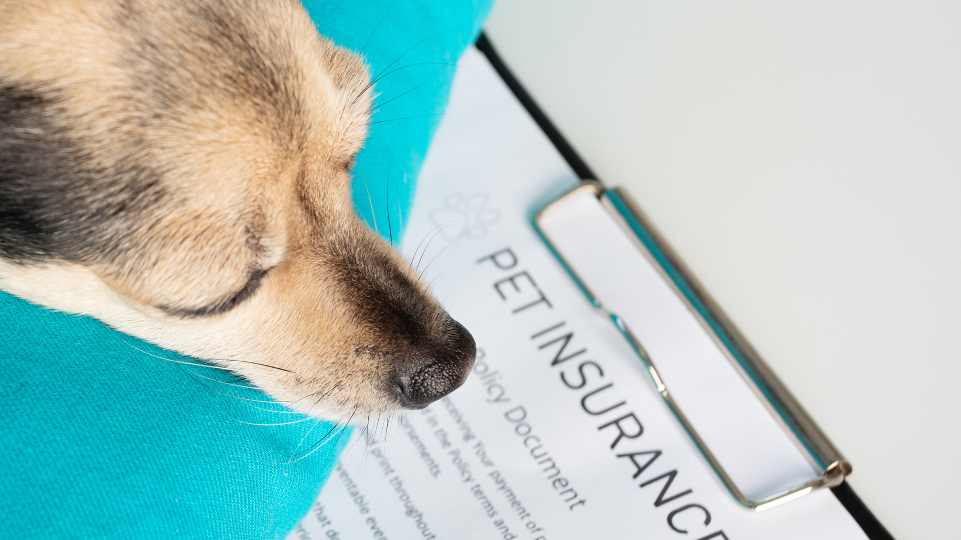 A comparison of different pet insurance policies