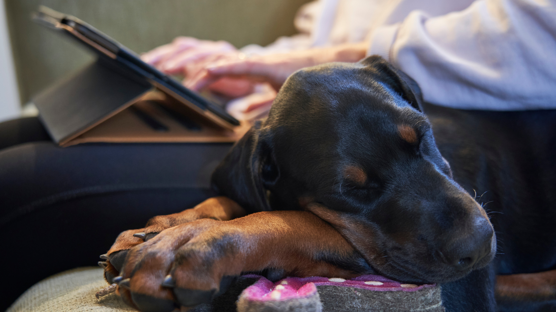 puppy sleeping next to someone working on an ipad