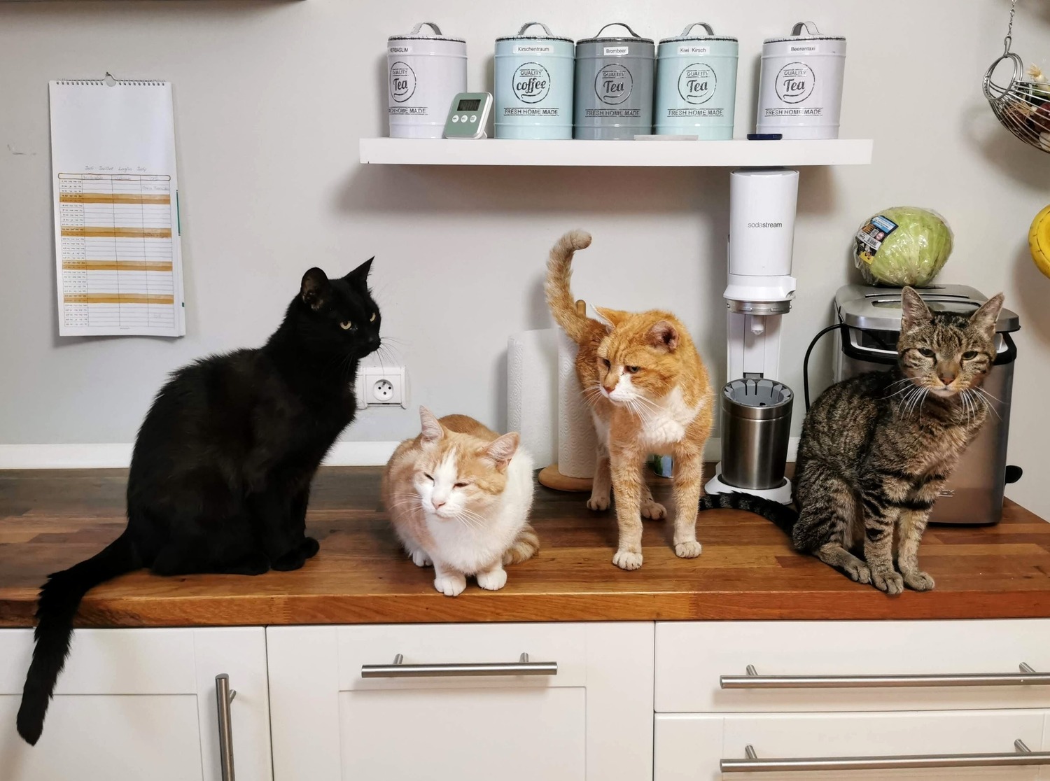 cats on counter