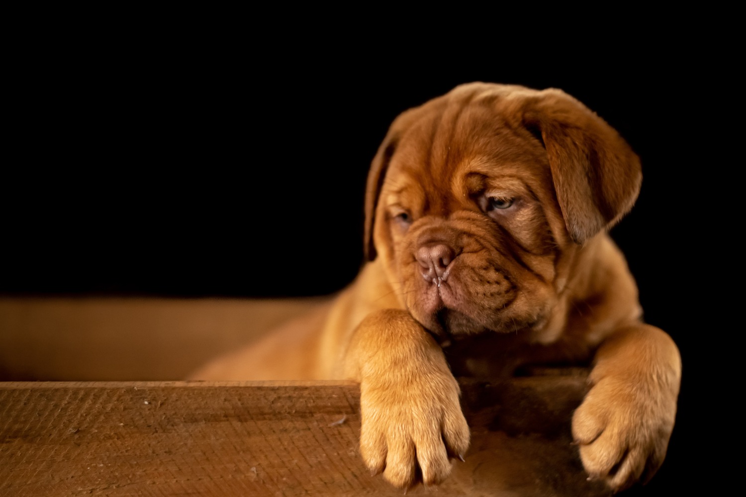 puppy in basket